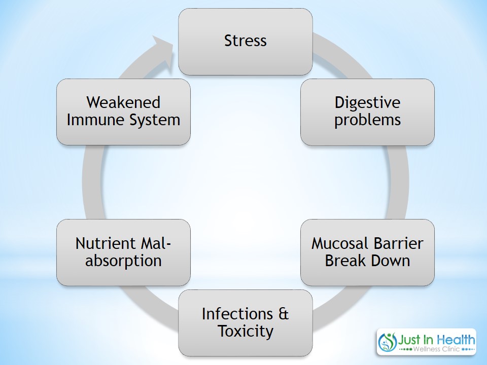 gut infections cycle