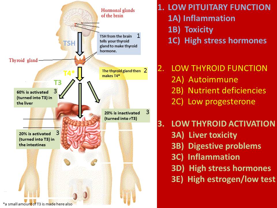 thyroid flow chart