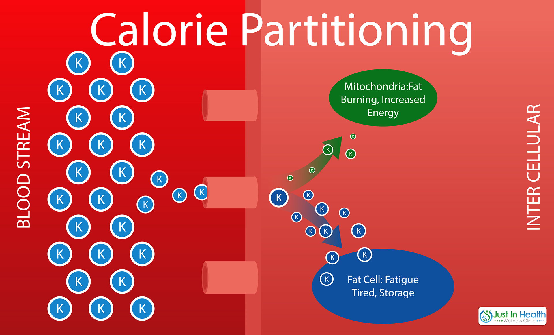 Calorie Partitioning
