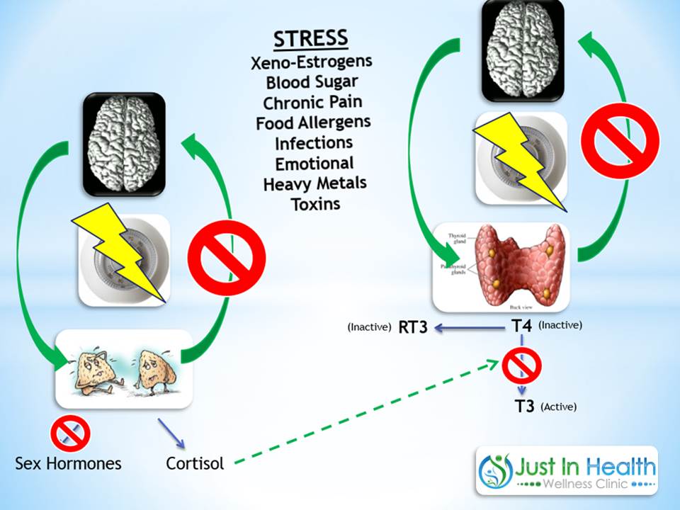 hormonal stressors
