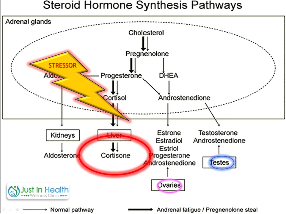 stress hormone pathway