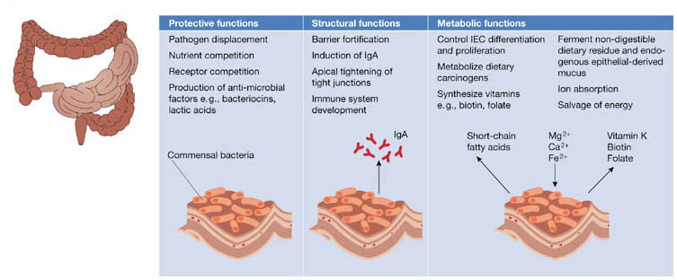 benefits of gut bacteria