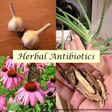 herbal antibiotics