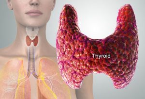 Thyroid Hormone Support