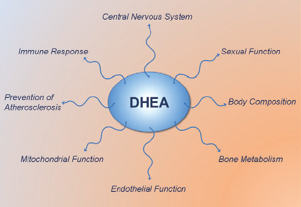 DHEA-effects