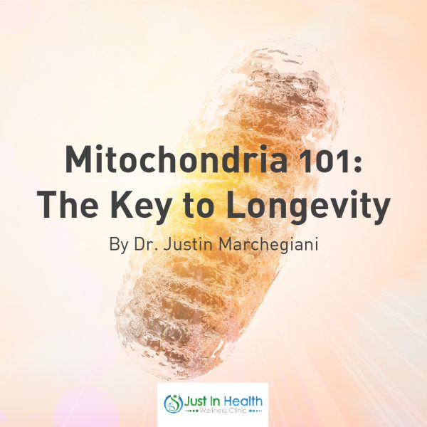 Mitochondria 101: The Key to Longevity