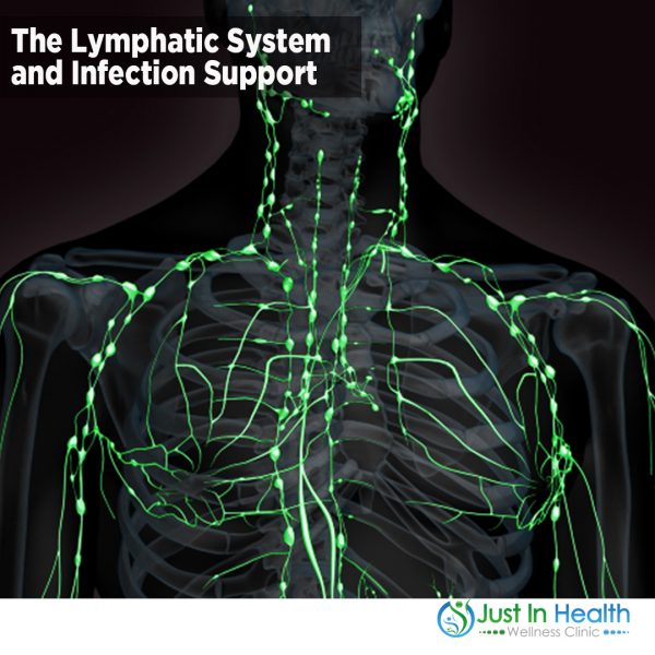 The Lymphatic System and Infection Support