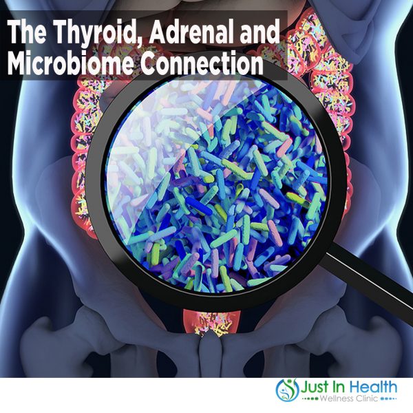 The Thyroid, Adrenal and Microbiome Connection