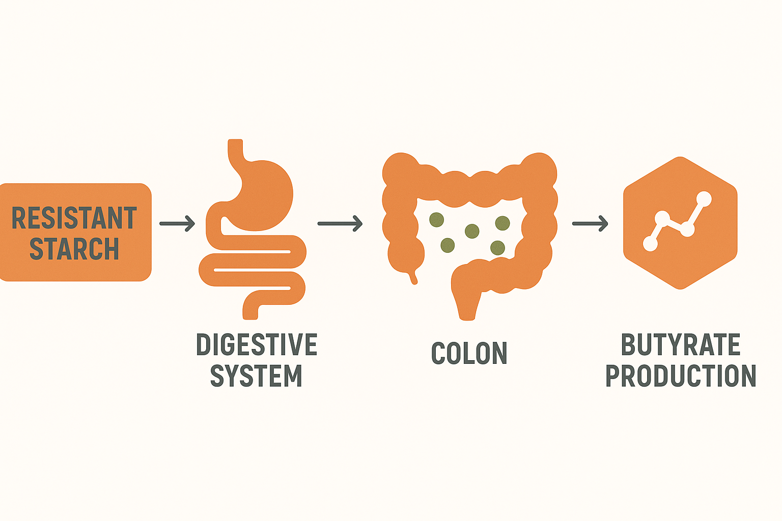 Resistant Starch to Improve Your Gut Health