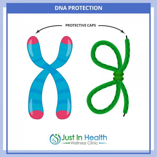 Telomeres-DNA_03