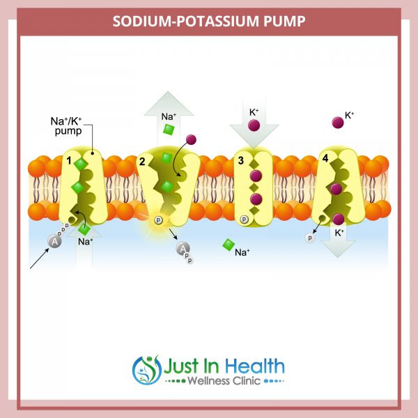 Sodium and Potassium Pump