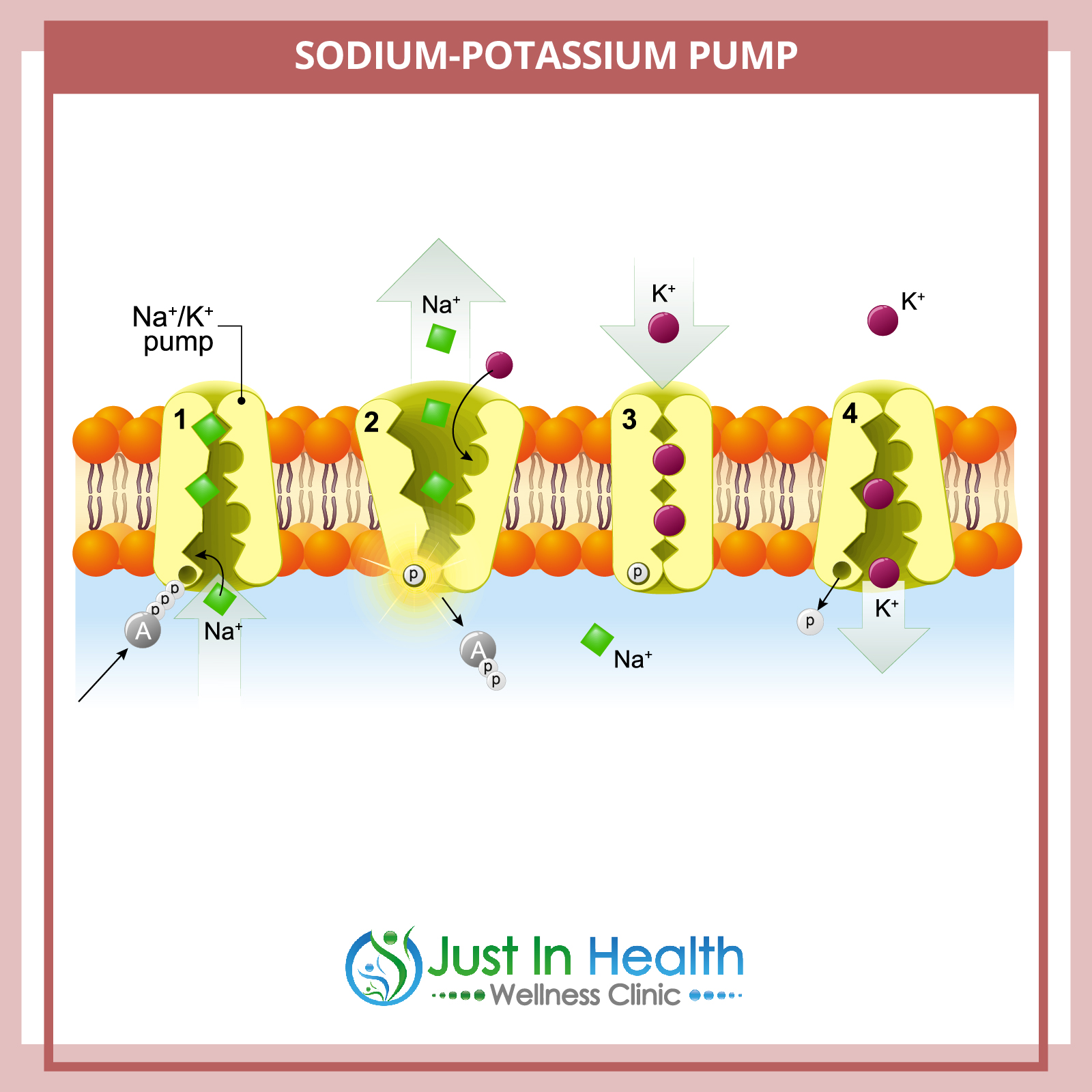 Sodium and Potassium Pump
