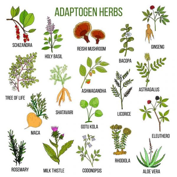 adaptogenic herbs