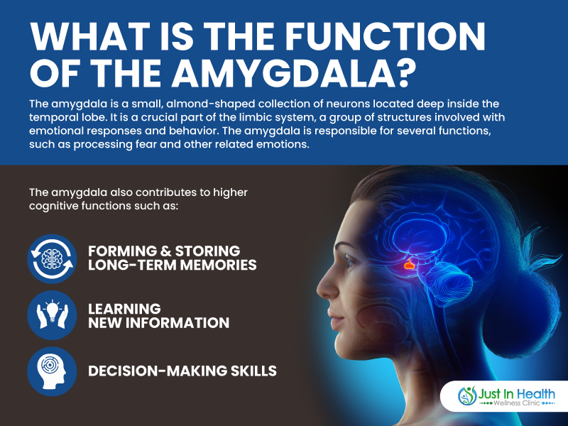 What Is The Function Of The Amygdala Podcast 378 