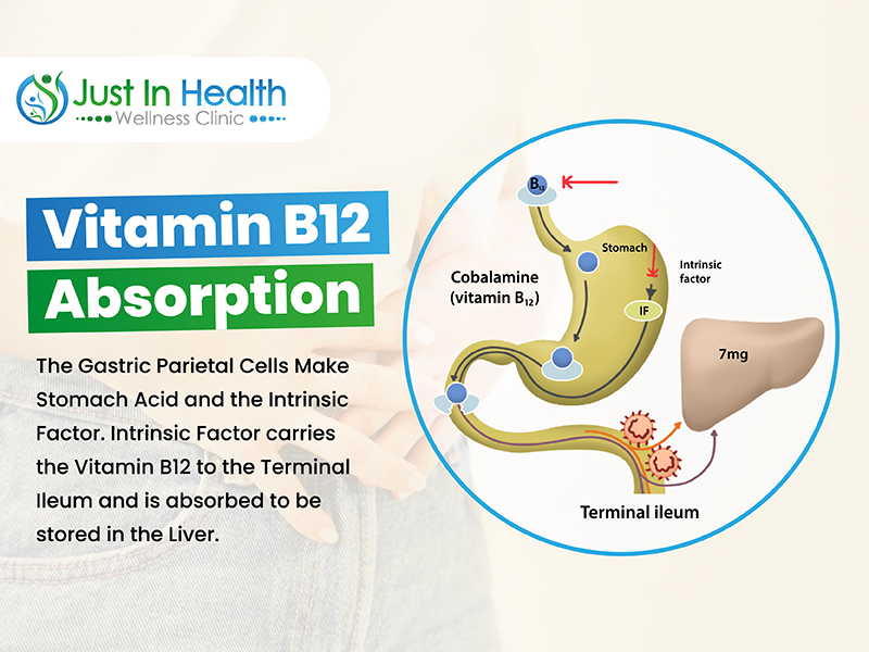 Vitamin B12 Absorption_Dr. Justin Marchegiani