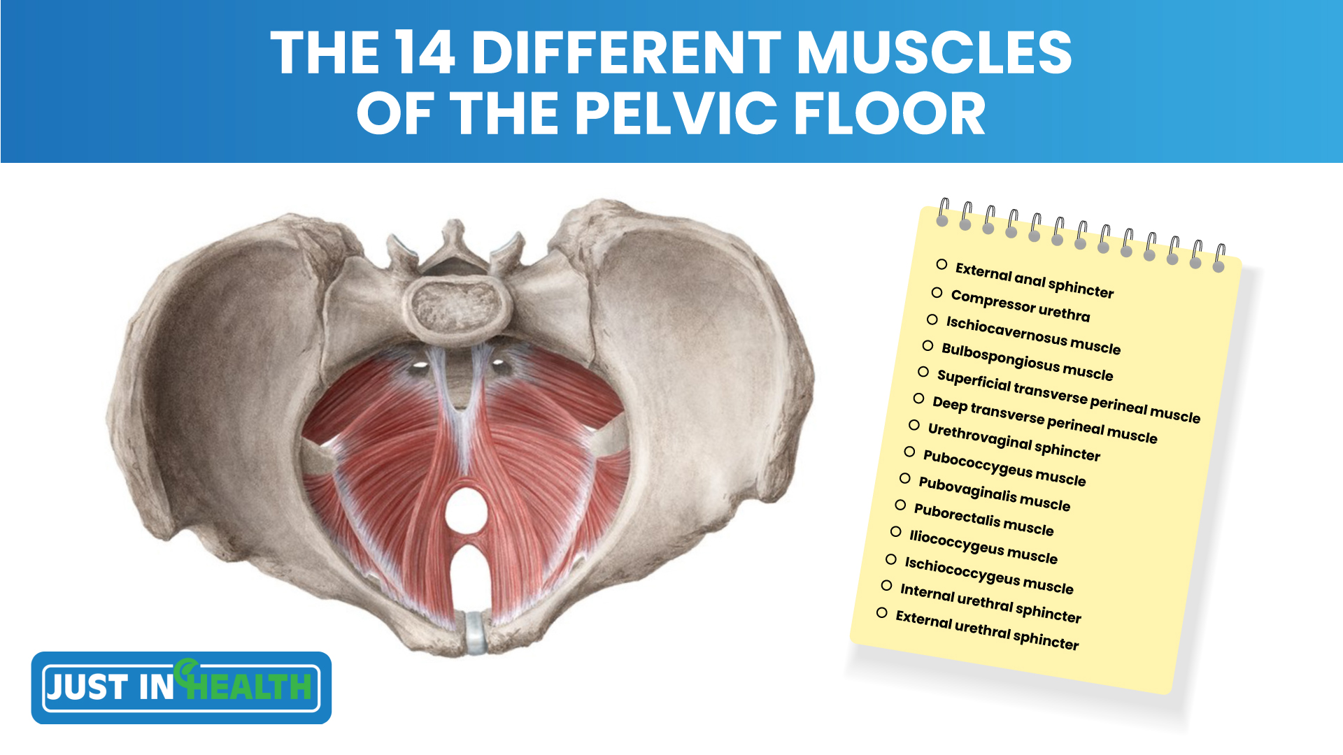 Podcast 394 - The 14 Different Muscles in the Pelvic Floor_Dr. Justin Marchegiani