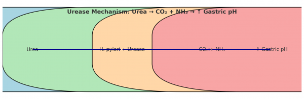 Urease Mechanism